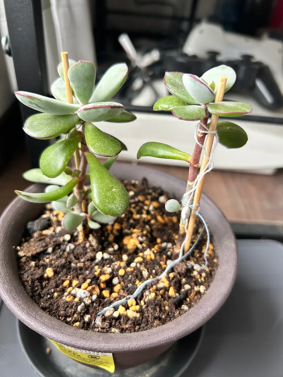 品種不明の多肉植物を育てる。カゲツ？コチレドン？｜そだレポ（栽培