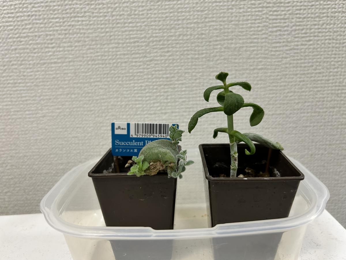品種不明の多肉植物を育てる。カゲツ？コチレドン？｜そだレポ（栽培 