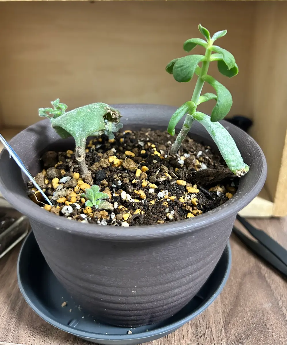 品種不明の多肉植物を育てる。カゲツ？コチレドン？｜そだレポ（栽培