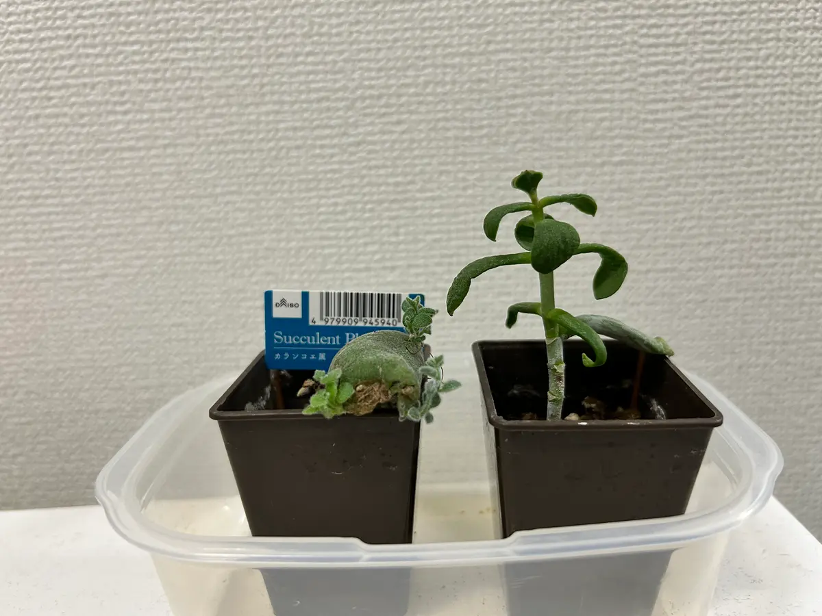 カラカラになっていたカランコエ（品種不明）を復活させる｜そだレポ 