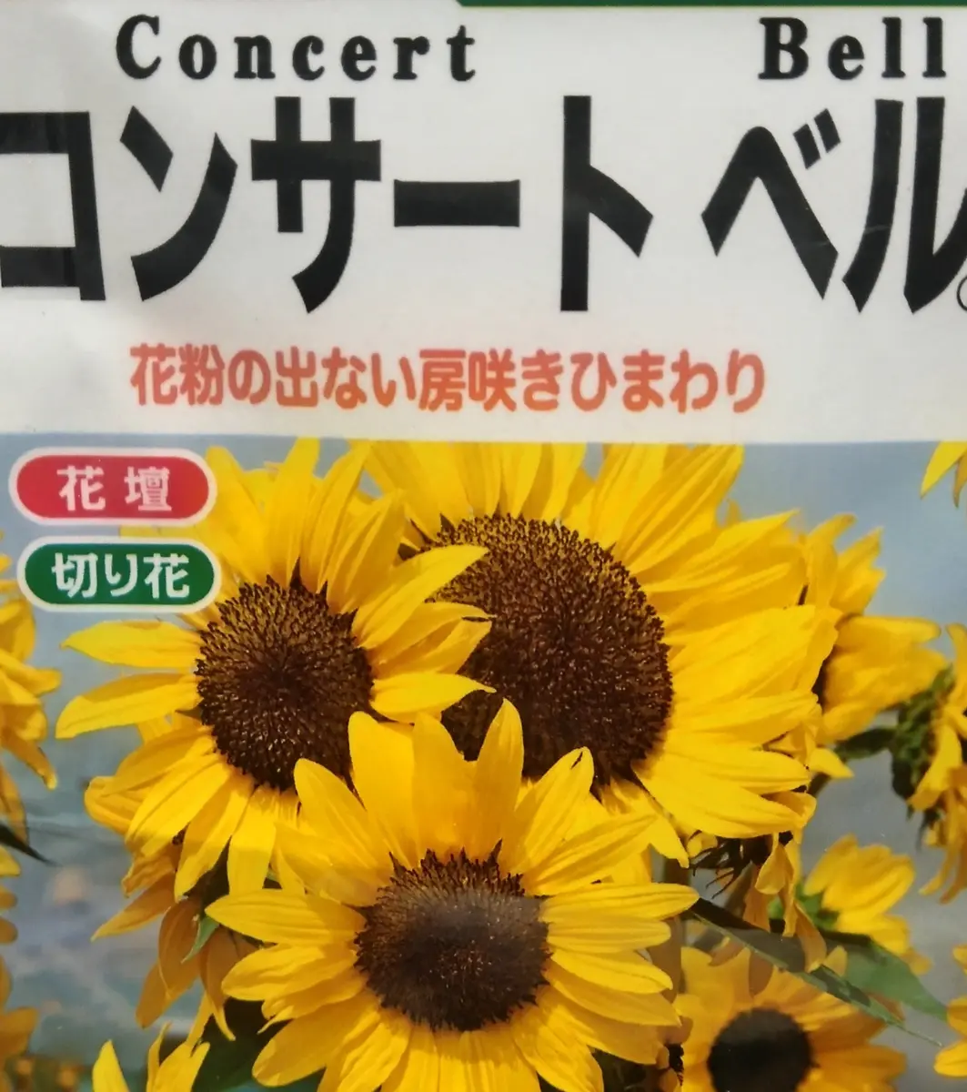 房咲きヒマワリコンサートベルを育てる。｜そだレポ（栽培レポート）by