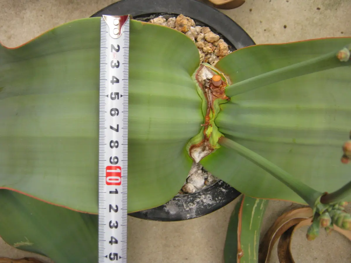 奇想天外　実生　3 ウェルウィッチア ミラビリス ( Welwitschia mirabilis )の実生