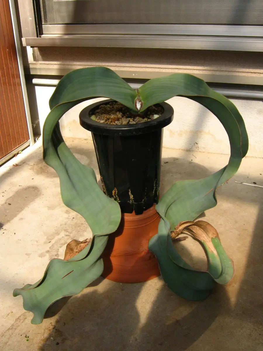 奇想天外 種子x50 [珍奇植物]ウェルウィッチア Welwitschia