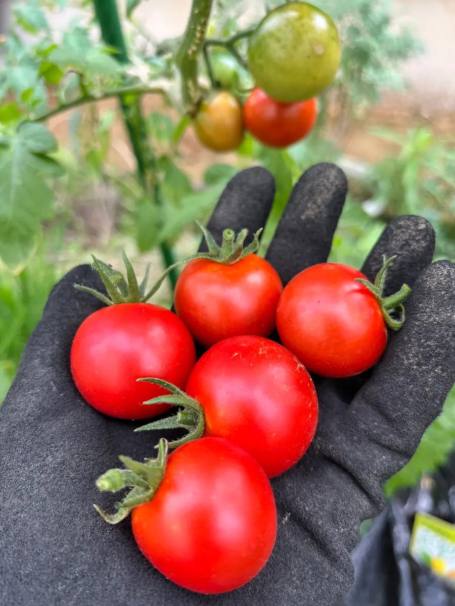 フルティカトマトの逆さ吊り栽培🌱｜そだレポ（栽培レポート