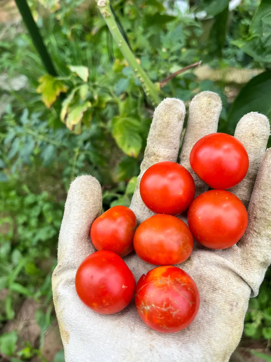フルティカトマトの逆さ吊り栽培🌱🔚｜そだレポ（栽培レポート