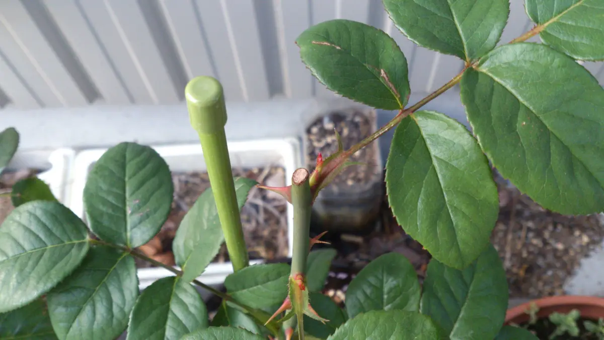 初めての新苗育成「かおりかざり」｜そだレポ（栽培レポート