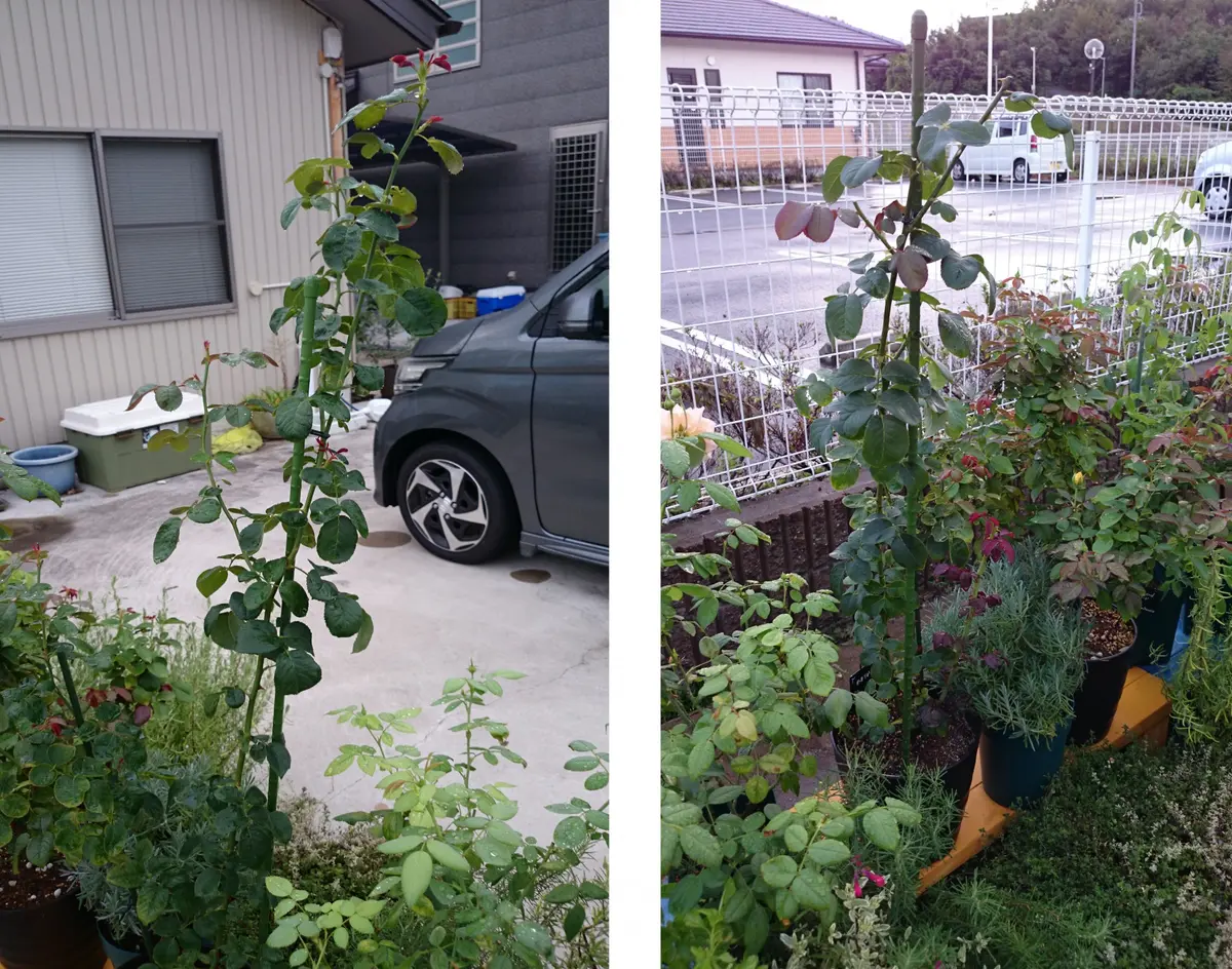 初めての新苗育成「かおりかざり」｜そだレポ（栽培レポート
