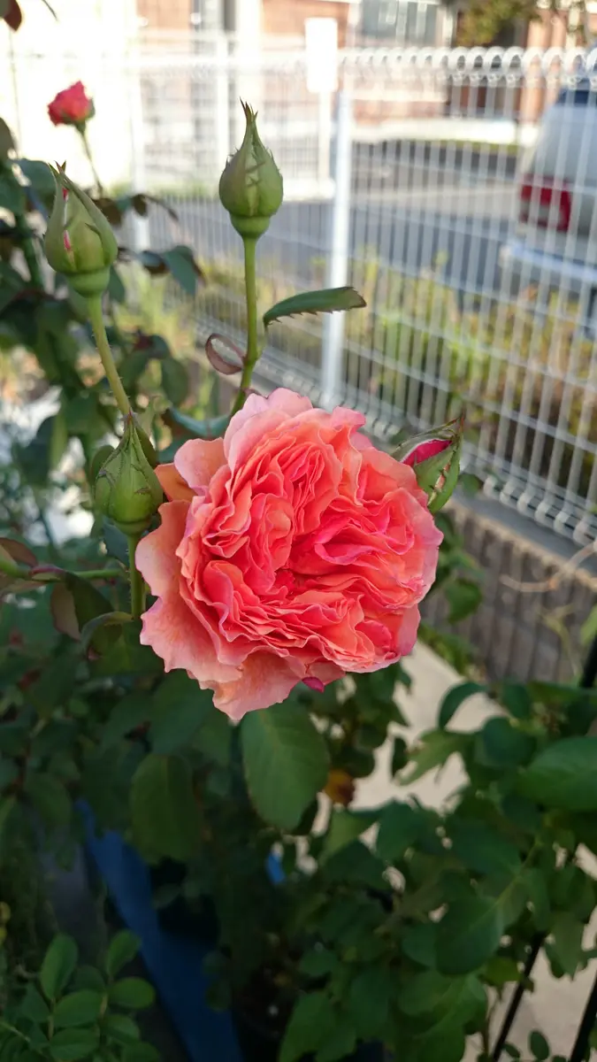 ✴️ かおりかざり ✴️ バラ新苗 ✴️ ✴️ かおりかざり ✴️ バラ新苗 ✴️