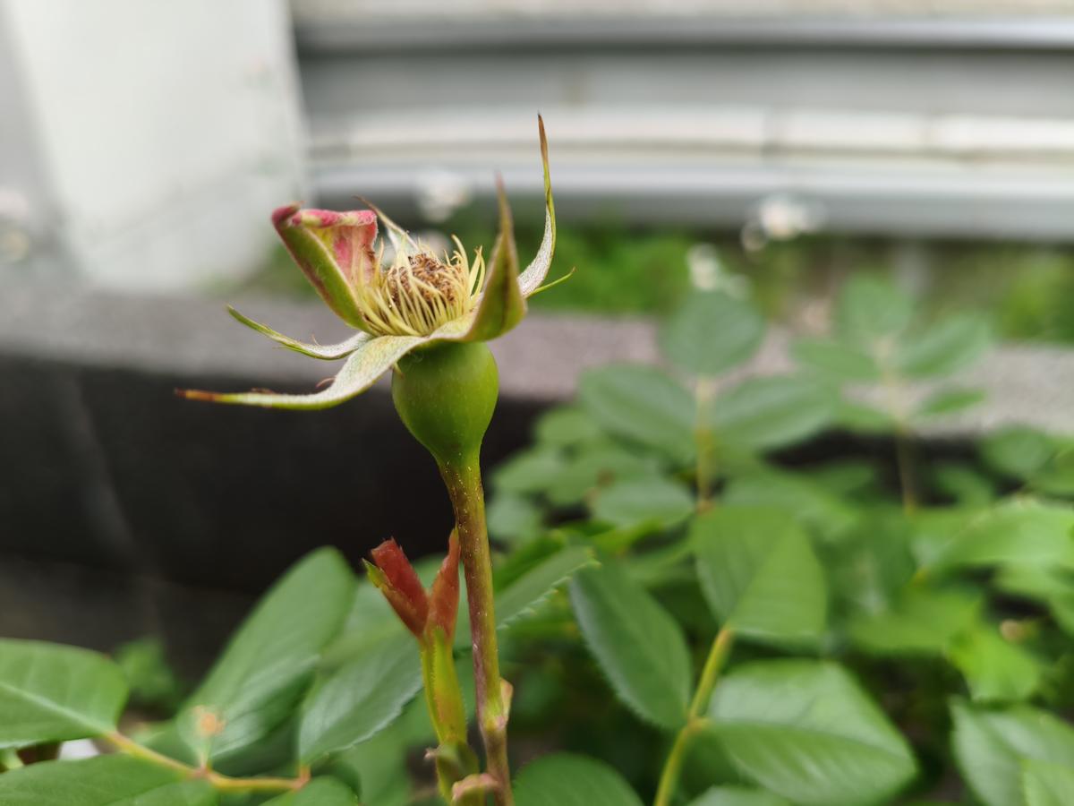 苗木・植木 タヌキさま専用 バラ苗木