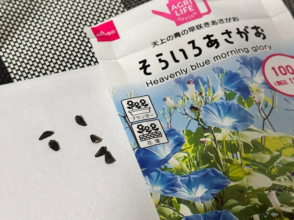 朝顔、そらいろあさがおを種から育ててみる〜2026〜｜そだレポ（栽培