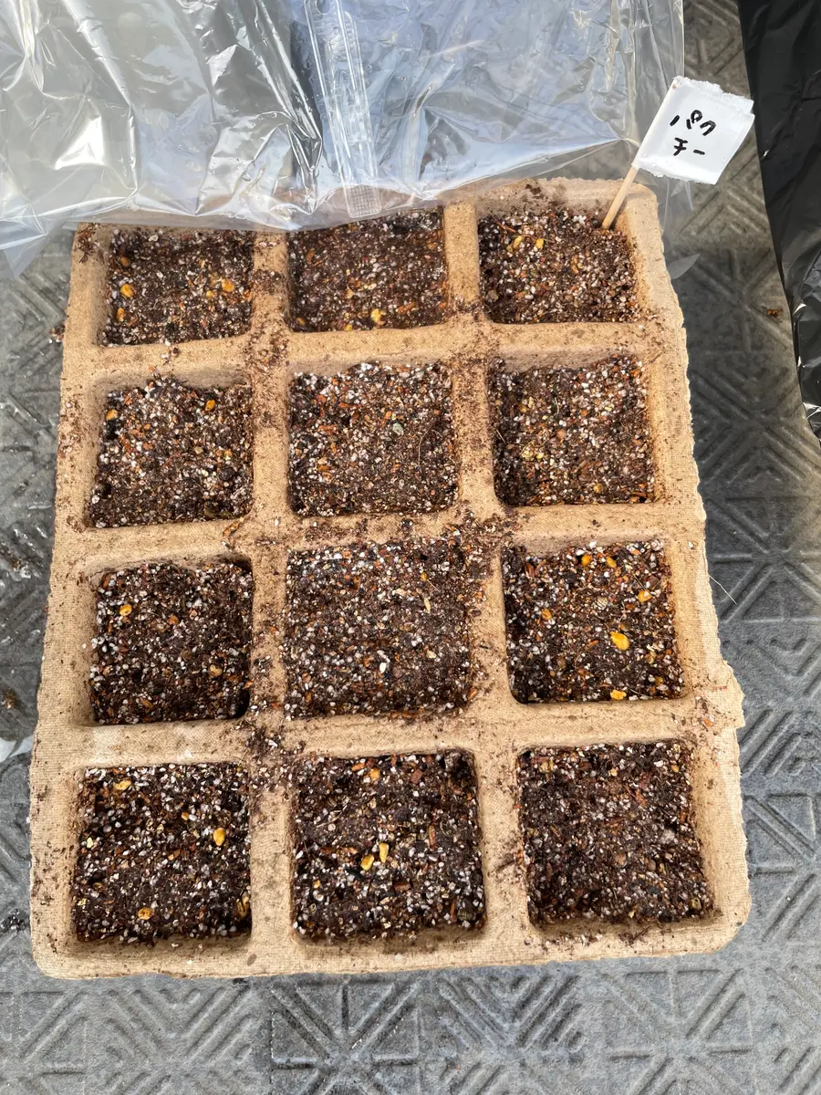 パクチーを種から育てる｜そだレポ（栽培レポート）byベランダまりり