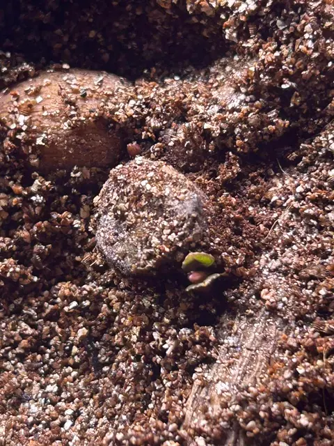 大株中輪ダリアを早く、発芽させ、早く、開花させる｜そだレポ（栽培