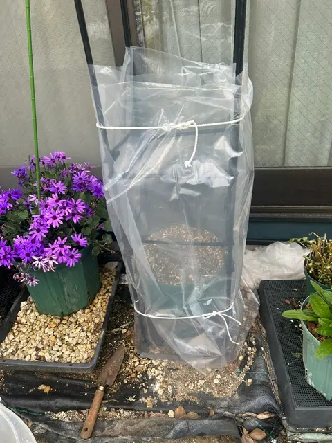 大株中輪ダリアを早く、発芽させ、早く、開花させる｜そだレポ（栽培