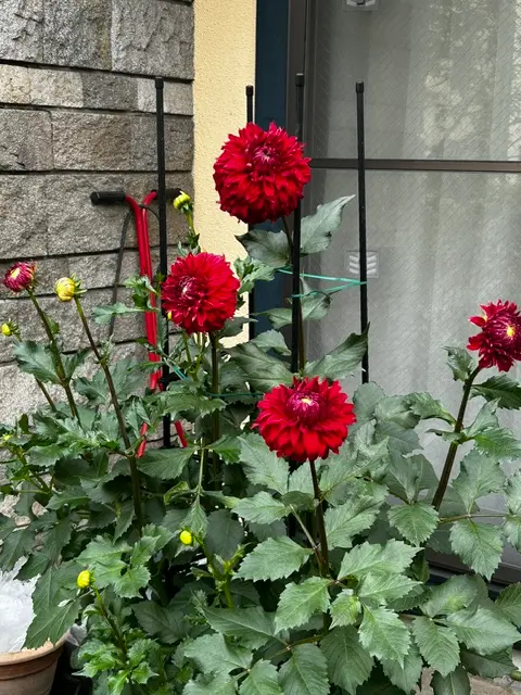 大株中輪ダリアを早く、発芽させ、早く、開花させる｜そだレポ（栽培