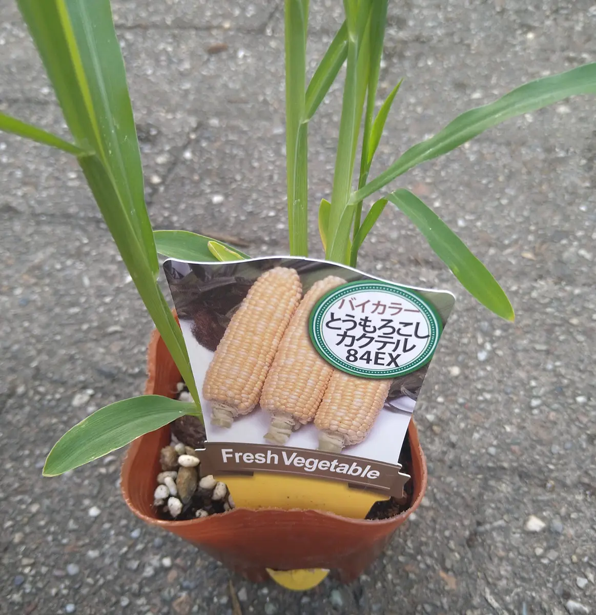 栽培中🌱】とうもろこし「カクテル84EX」をお気楽プランター栽培｜そだ