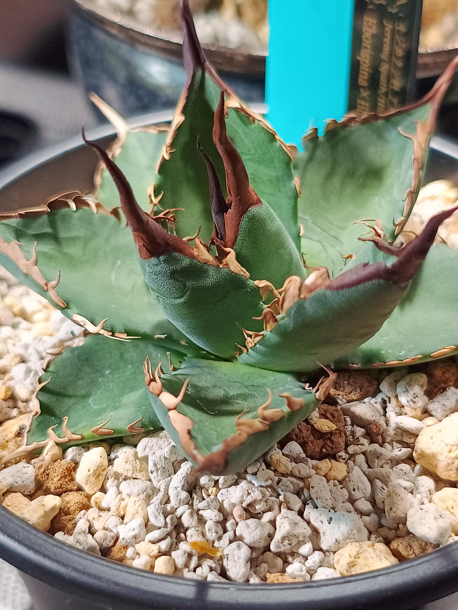 ハイブリッドアガベの育成｜アガベ（多肉植物）のそだレポ（栽培
