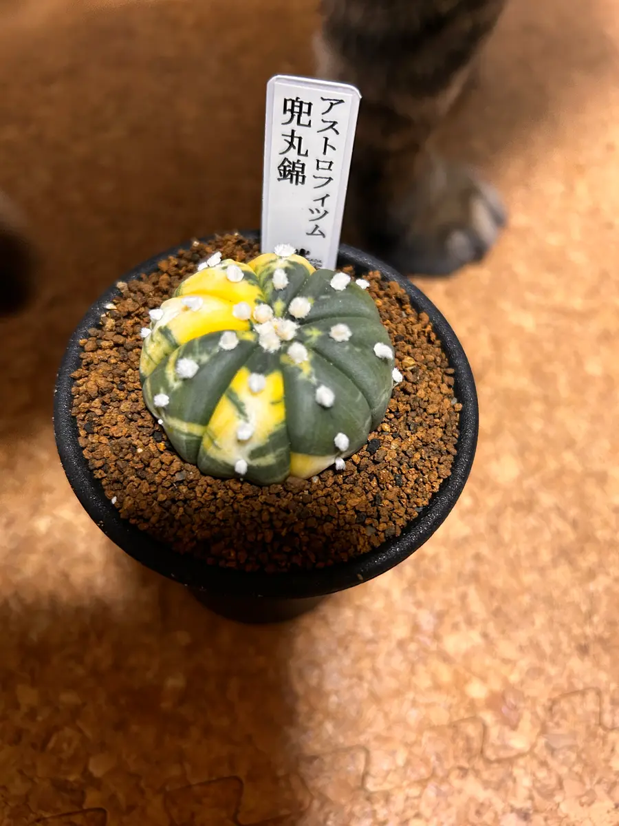 瑠璃兜錦の花｜そだレポ（栽培レポート）byむぎはる｜みんなの趣味の園芸