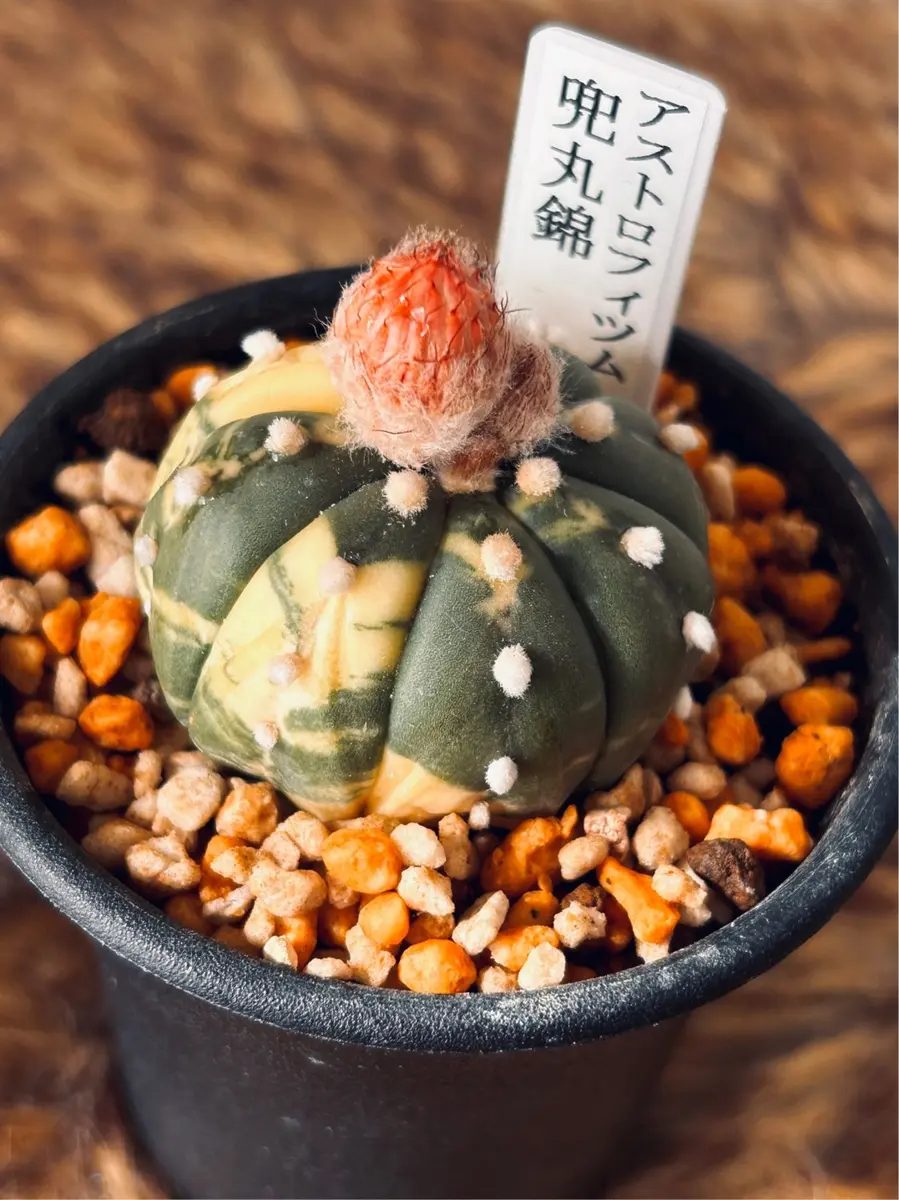 瑠璃兜錦の花｜そだレポ（栽培レポート）byむぎはる｜みんなの趣味の園芸