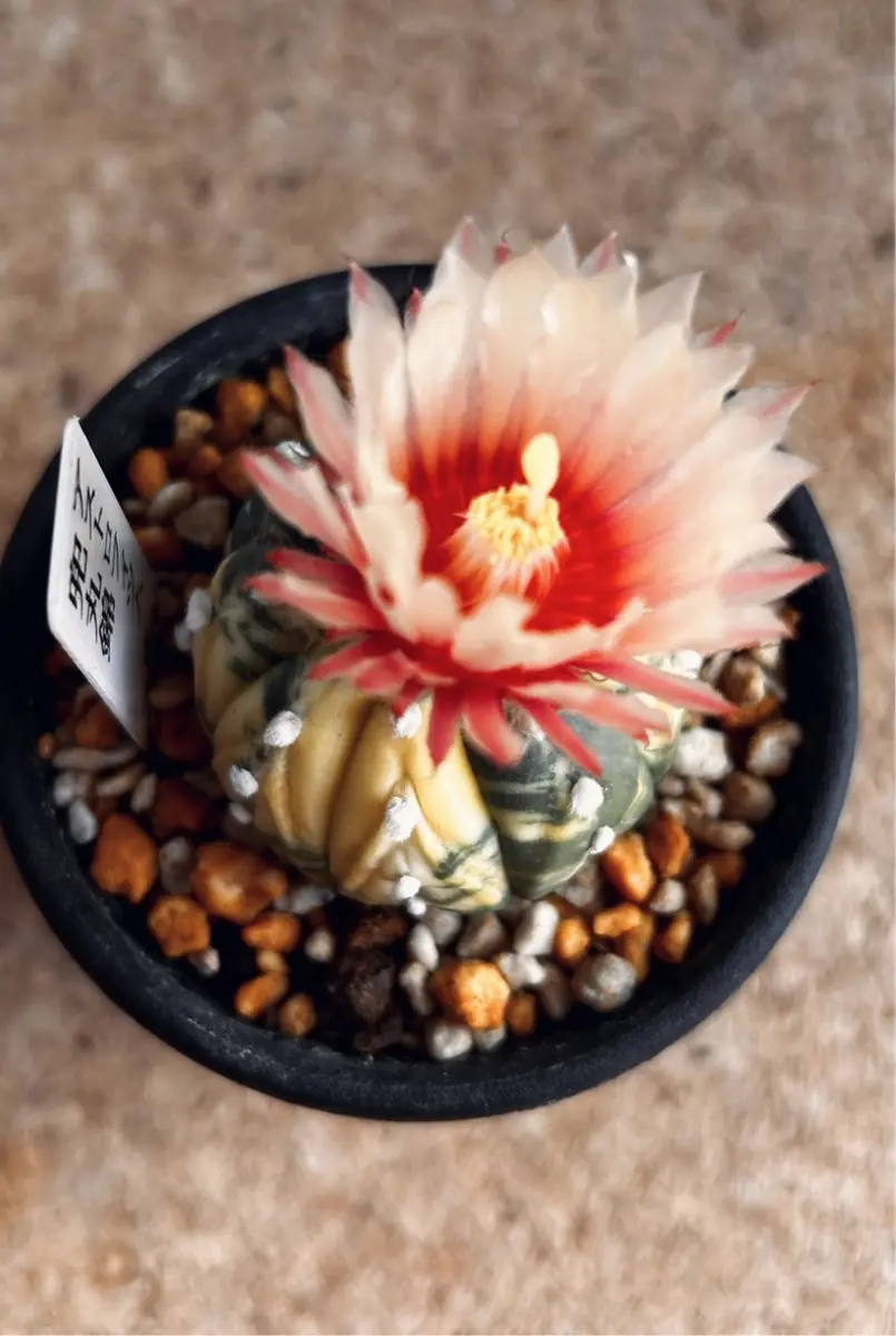 瑠璃兜錦の花｜そだレポ（栽培レポート）byむぎはる｜みんなの趣味の園芸