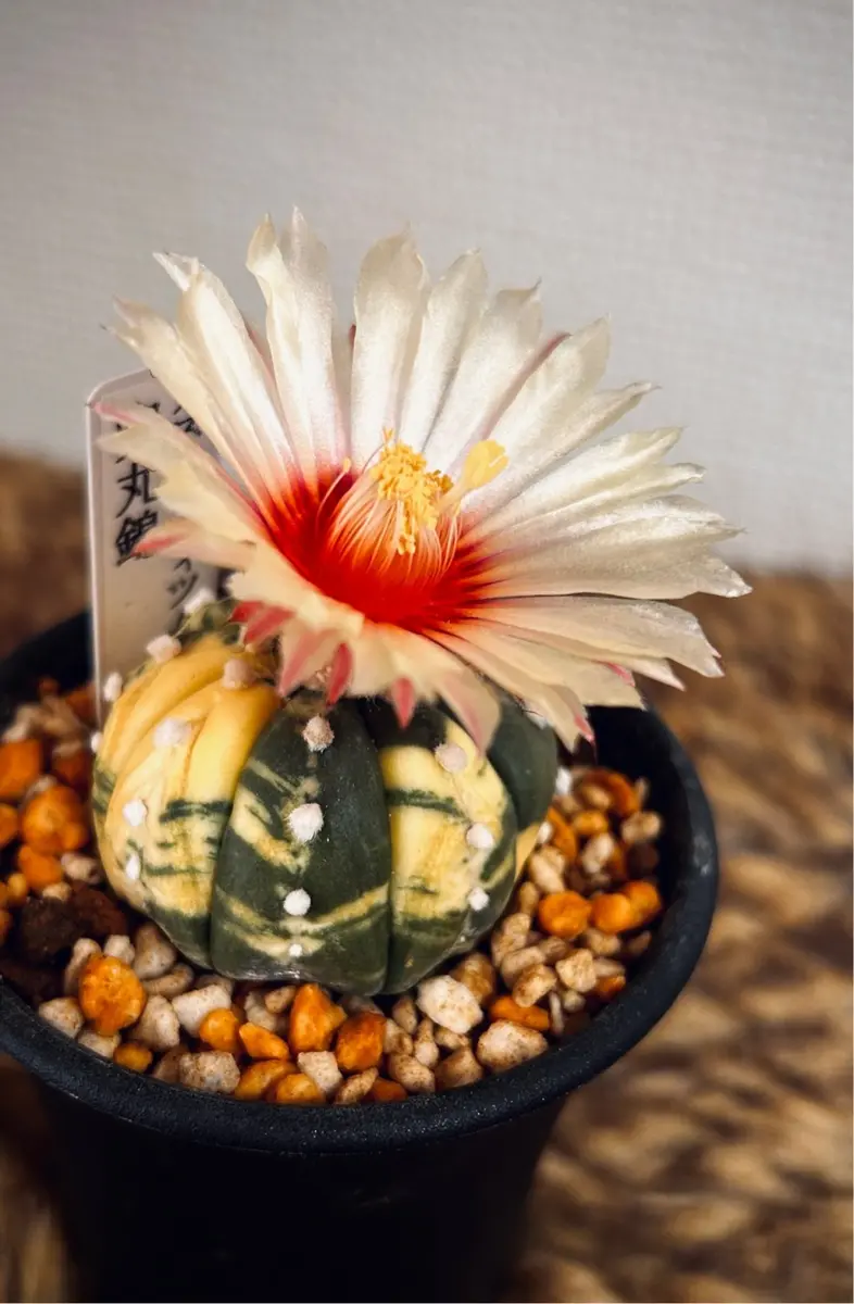 瑠璃兜錦の花｜そだレポ（栽培レポート）byむぎはる｜みんなの趣味の園芸