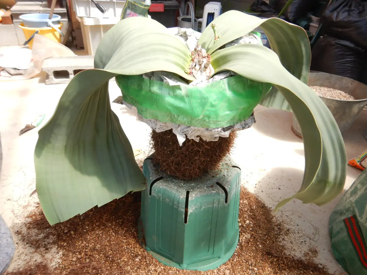 奇想天外の植え替え｜そだレポ（栽培レポート）byどんぐら～｜みんなの