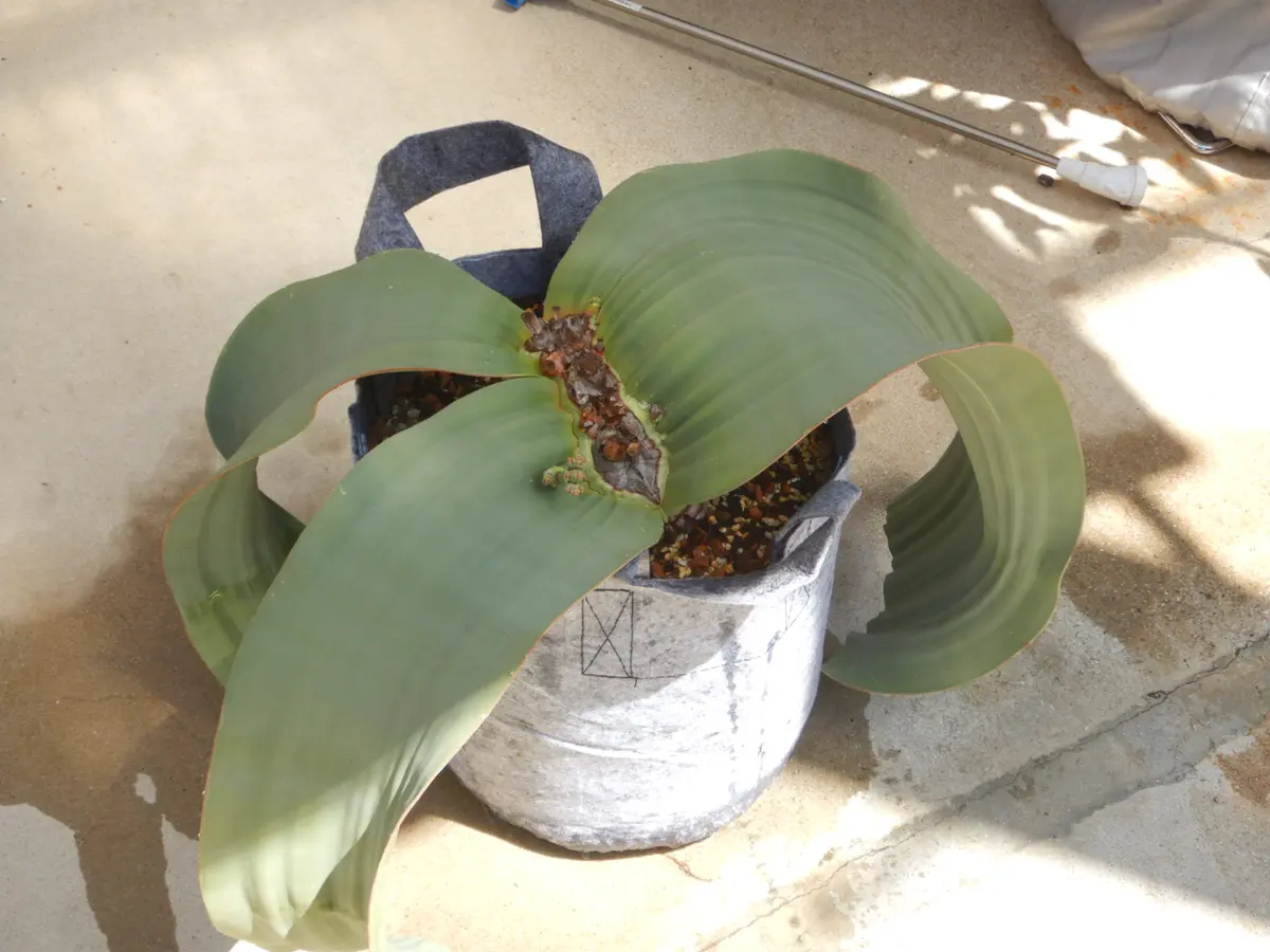 奇想天外の植え替え｜そだレポ（栽培レポート）byどんぐら