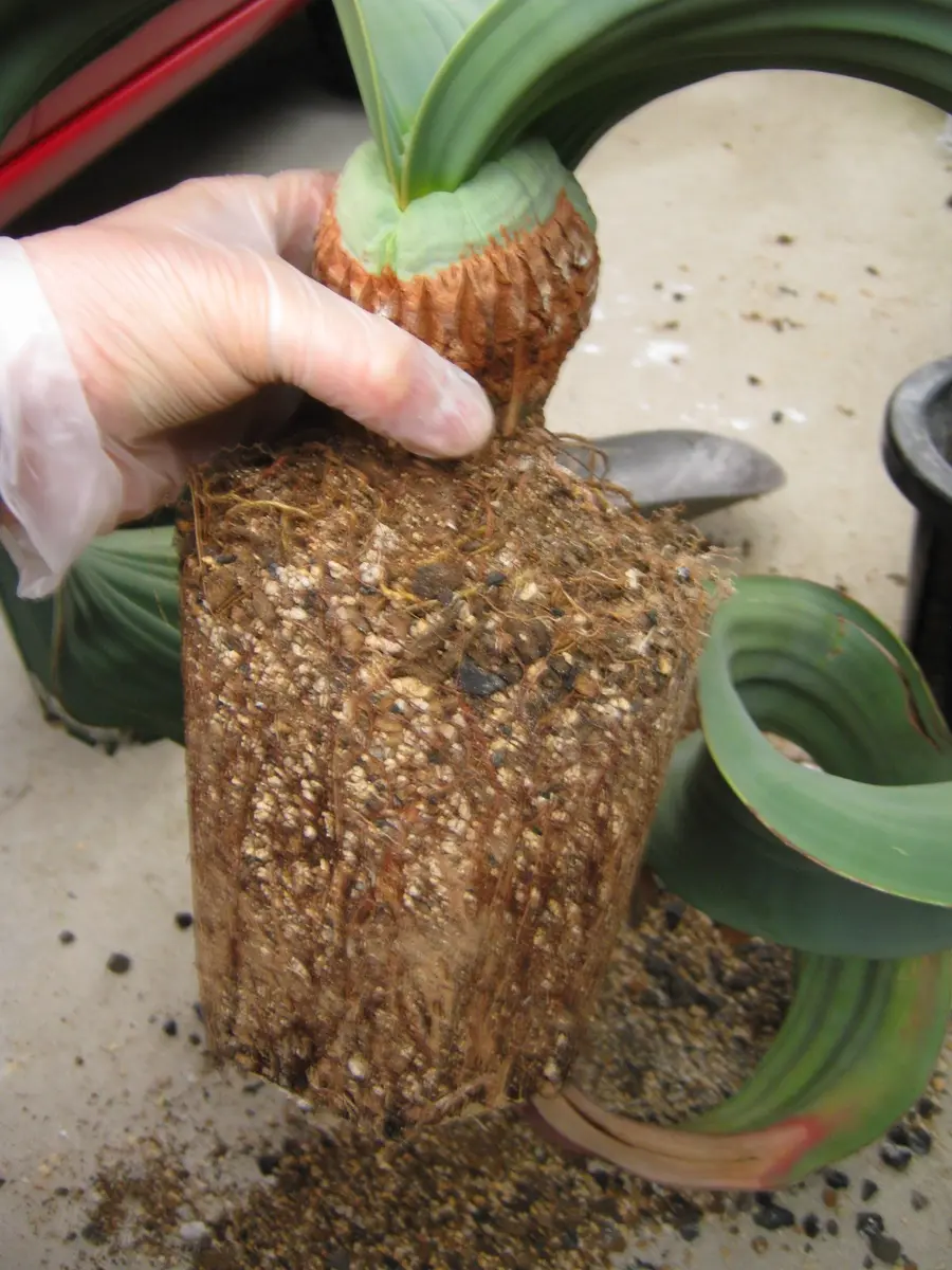 奇想天外の植え替え｜そだレポ（栽培レポート）byどんぐら