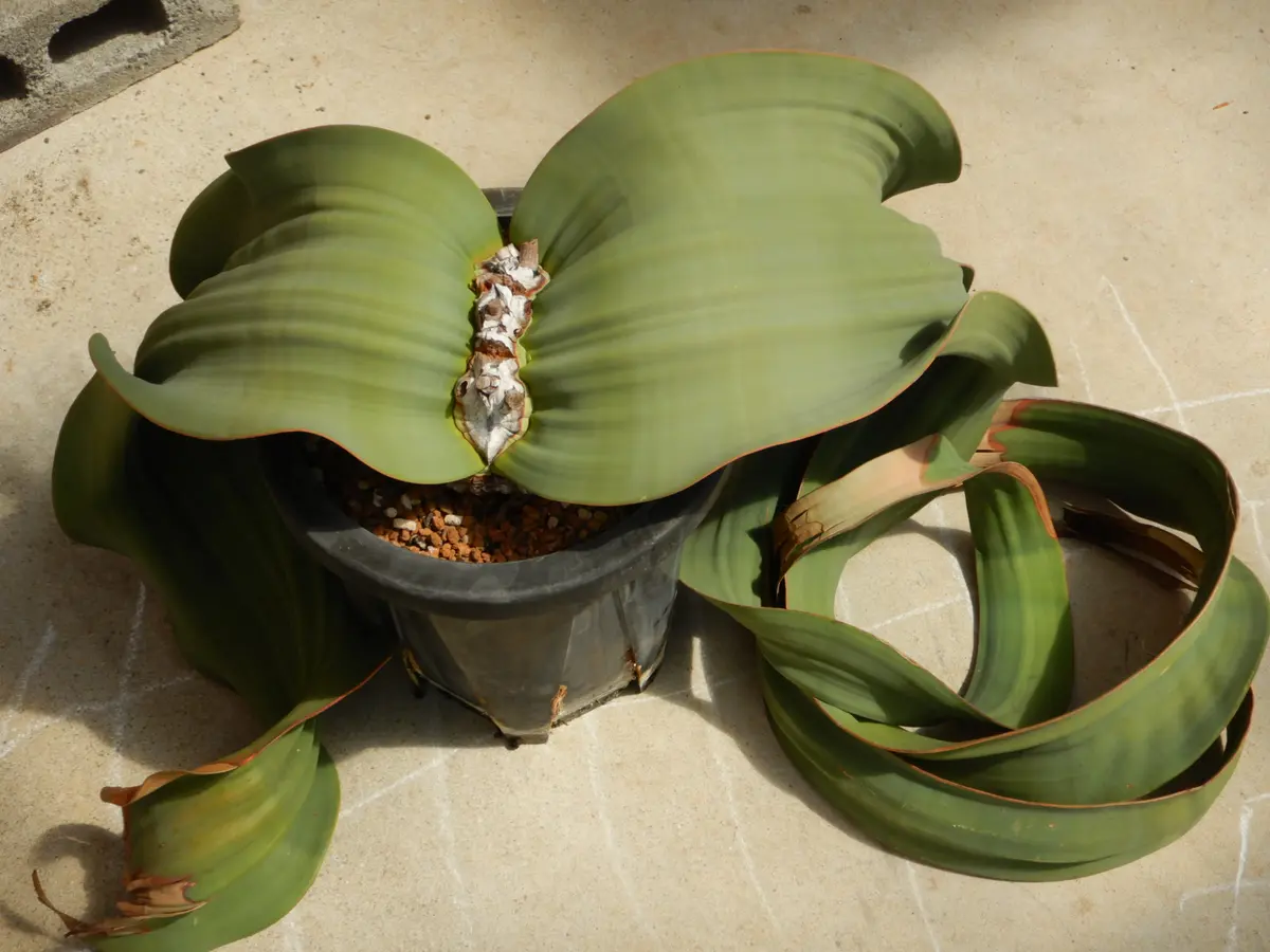 奇想天外の植え替え｜そだレポ（栽培レポート）byどんぐら～｜みんなの