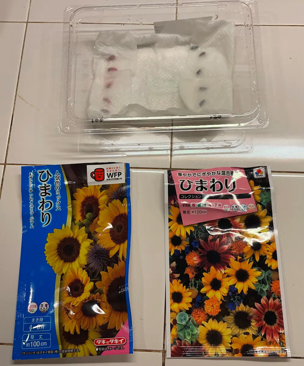 6月にひまわりの種を植える🌻｜そだレポ（栽培レポート）byあかねこ号