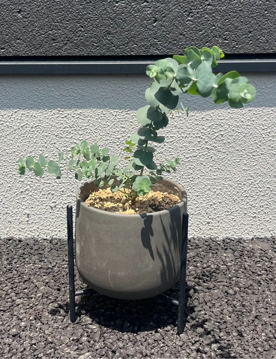 ユーカリを鉢植えで育てる｜そだレポ（栽培レポート）by机上の園芸