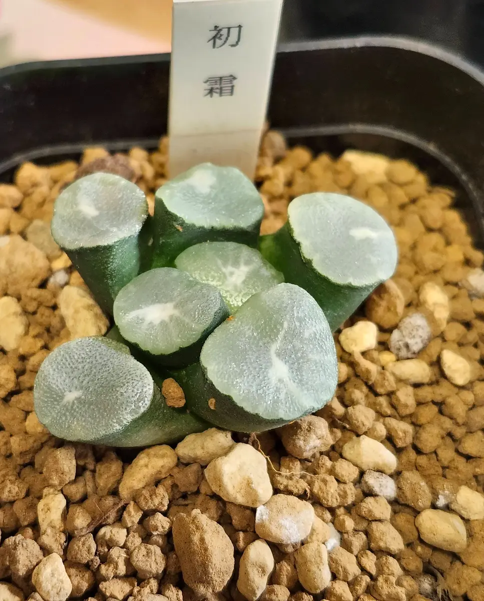 15a 多肉植物 ハオルチア　初霜万象錦　自家繁殖　鉢植え発送 15a 多肉植物 ハオルチア 初霜万象錦 自家繁殖 鉢植え発送 15a 多肉