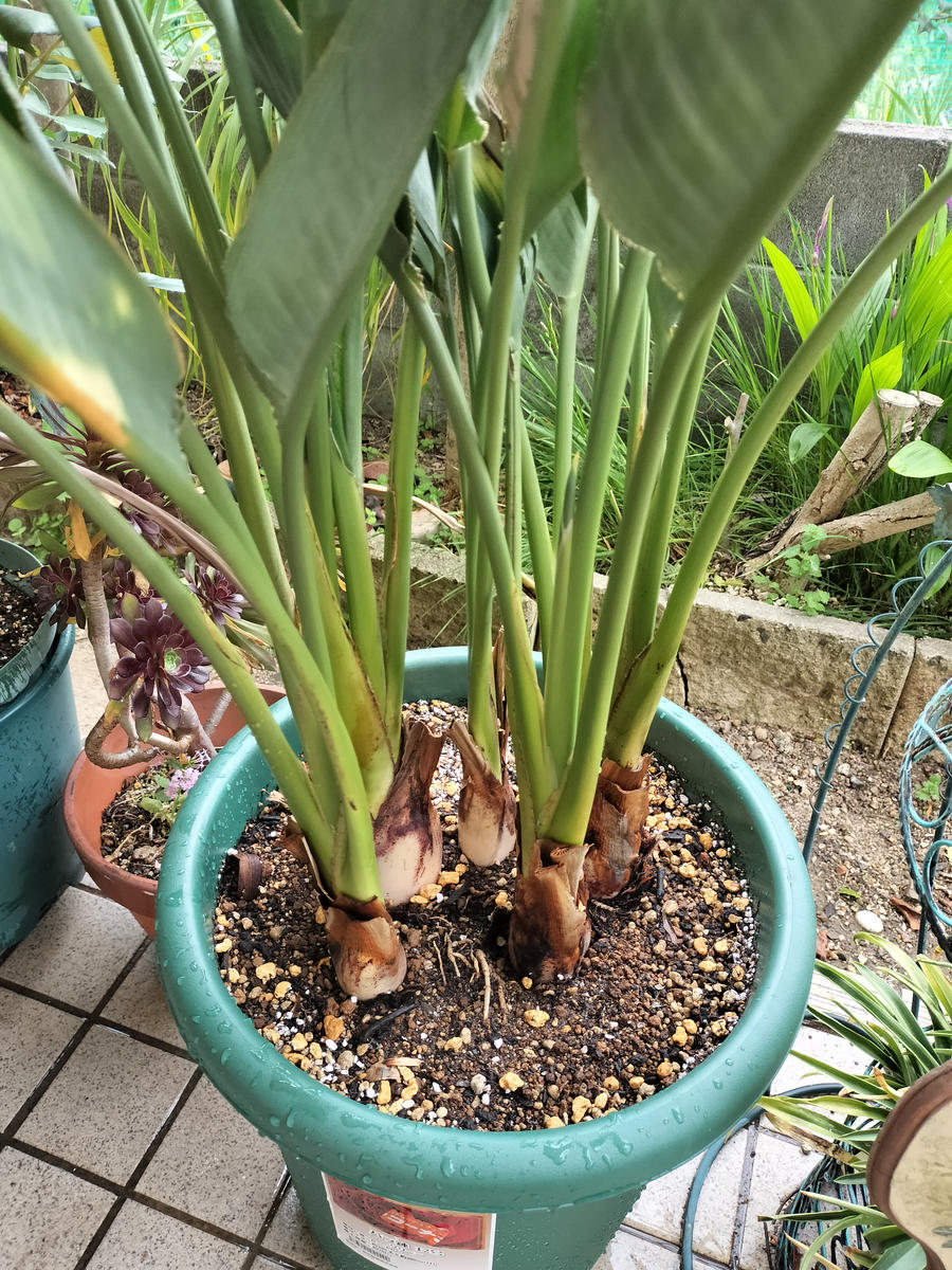 極楽鳥 花 植え 替え