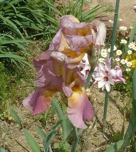 ジャーマンアイリス 茶色 6芽 （ジャーマンアイリス 魅力と栽培