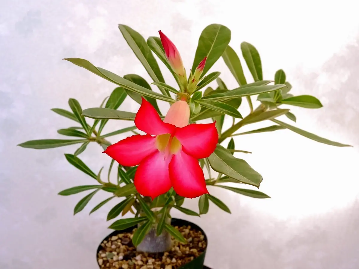 アデニウムを咲かせたい！｜そだレポ（栽培レポート）by優花ちゃんの