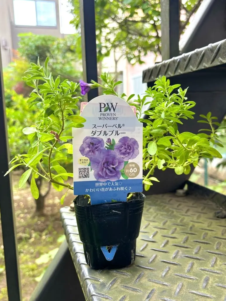 【中古】 冒険の心こそ成長の芽 スーパーベルダブルブルーの復活作戦｜そだレポ（栽培レポート）by