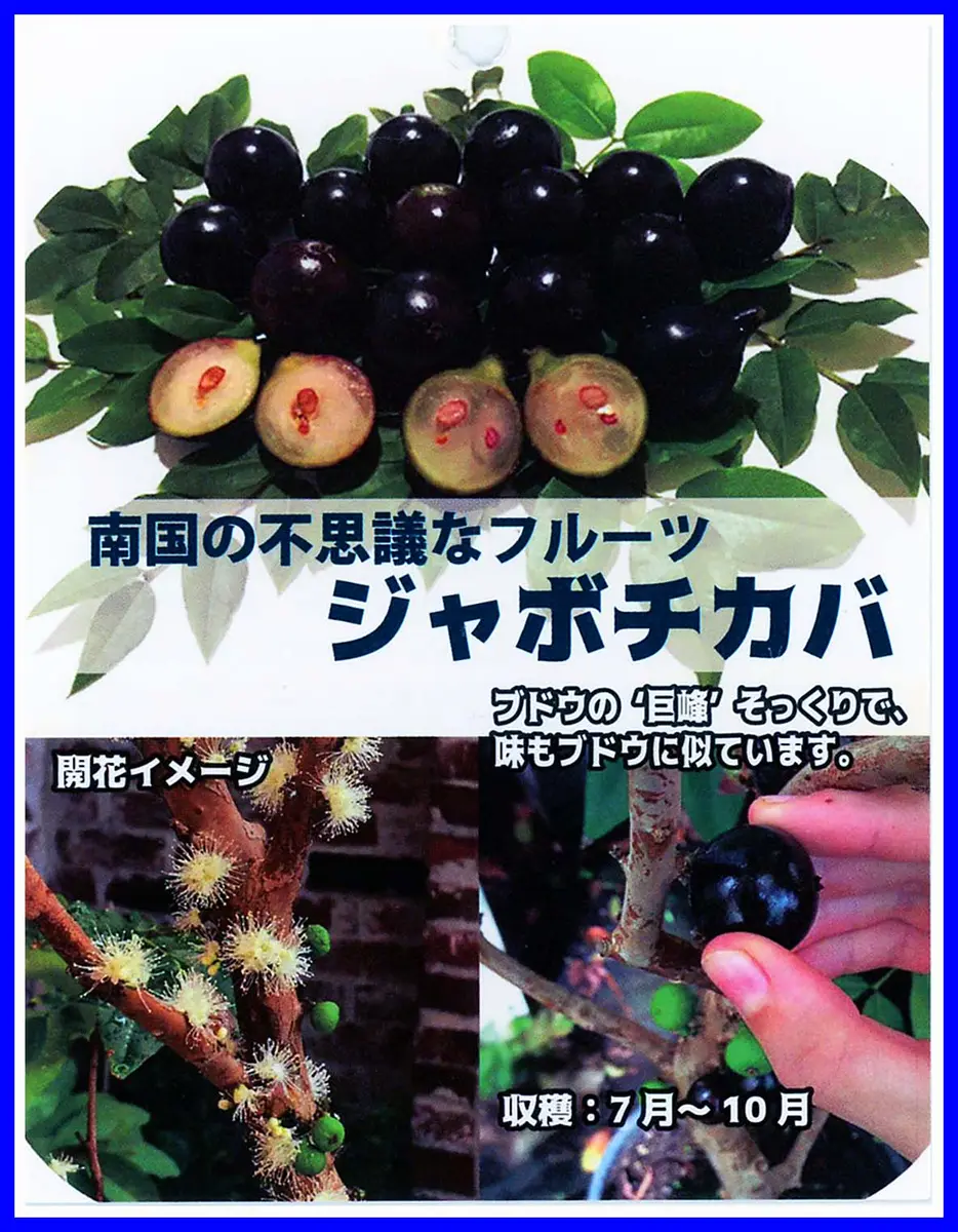 ポポーとついで買い、ジャボチカバ（中葉系）ポット苗。賞味期待より