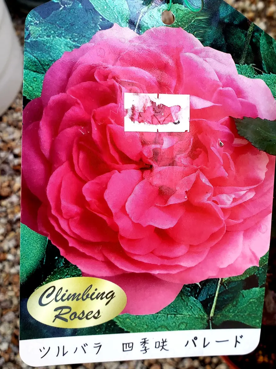 ツル薔薇のパレードをアーチに誘引する🌹｜バラ（つるバラ）のそだレポ