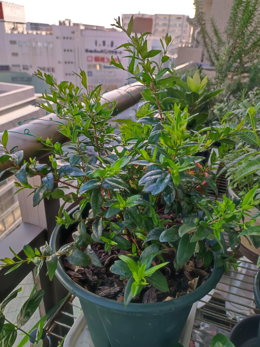 ギンバイカ 挿し木苗　抜き苗　B ギンバイカ 挿し木苗 抜き苗 A 銀梅花 ギンバイカ マートル 挿し木