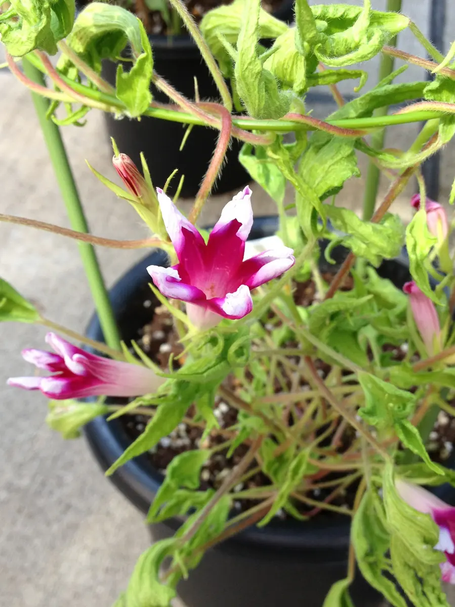 黄糸柳葉紅細切采咲牡丹№2「変化朝顔を育てる」-そだレポ｜みんなの