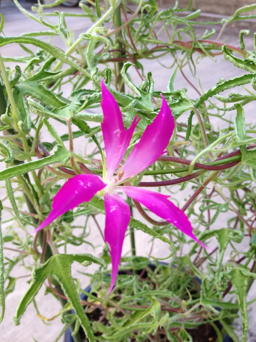 変化朝顔★白地紅雀斑咲分切髭咲き くらしの植物苑2023年「伝統の朝顔」展にて（3） 正木系統