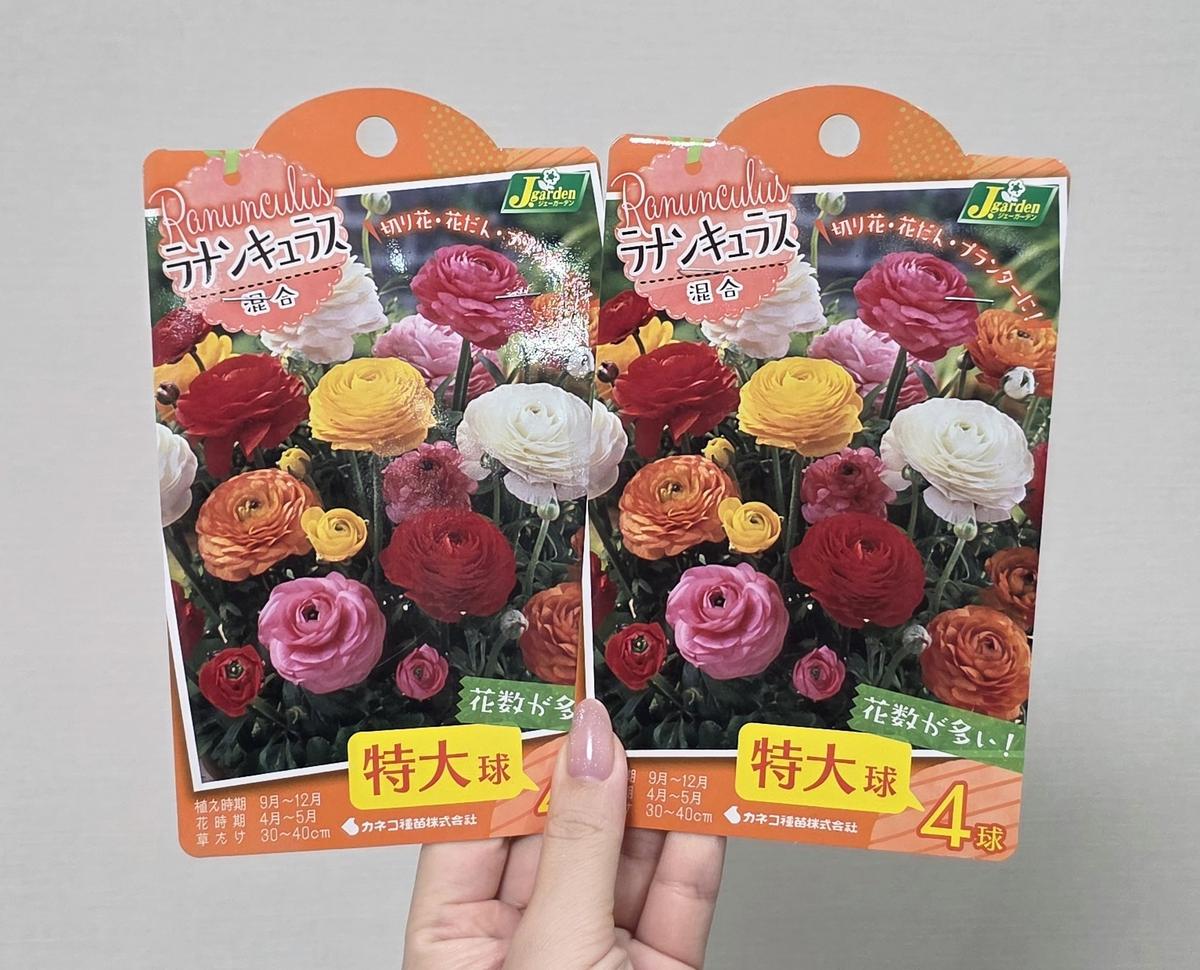 ラナンキュラス】球根から開花まで❤️①｜ラナンキュラスのそだレポ
