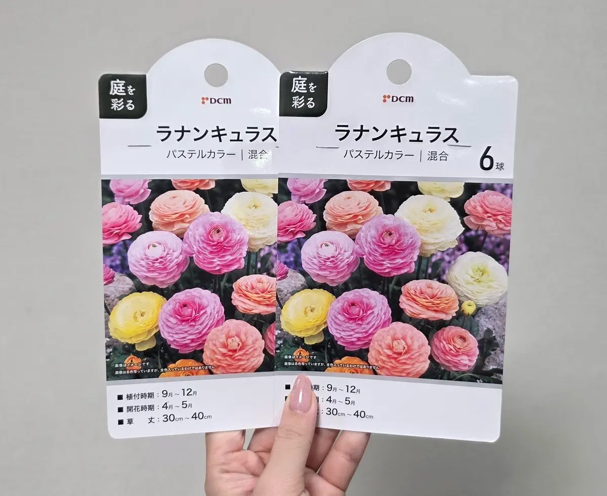 ラナンキュラス】球根から開花まで🩷②｜そだレポ（栽培レポート