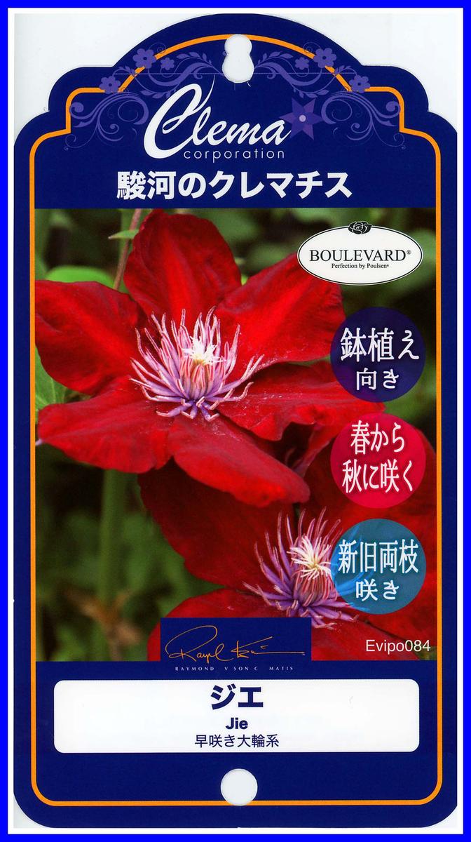 クレマチスポット苗。24年購入苗、蕾ソフトピンチ、無剪定伸び放題