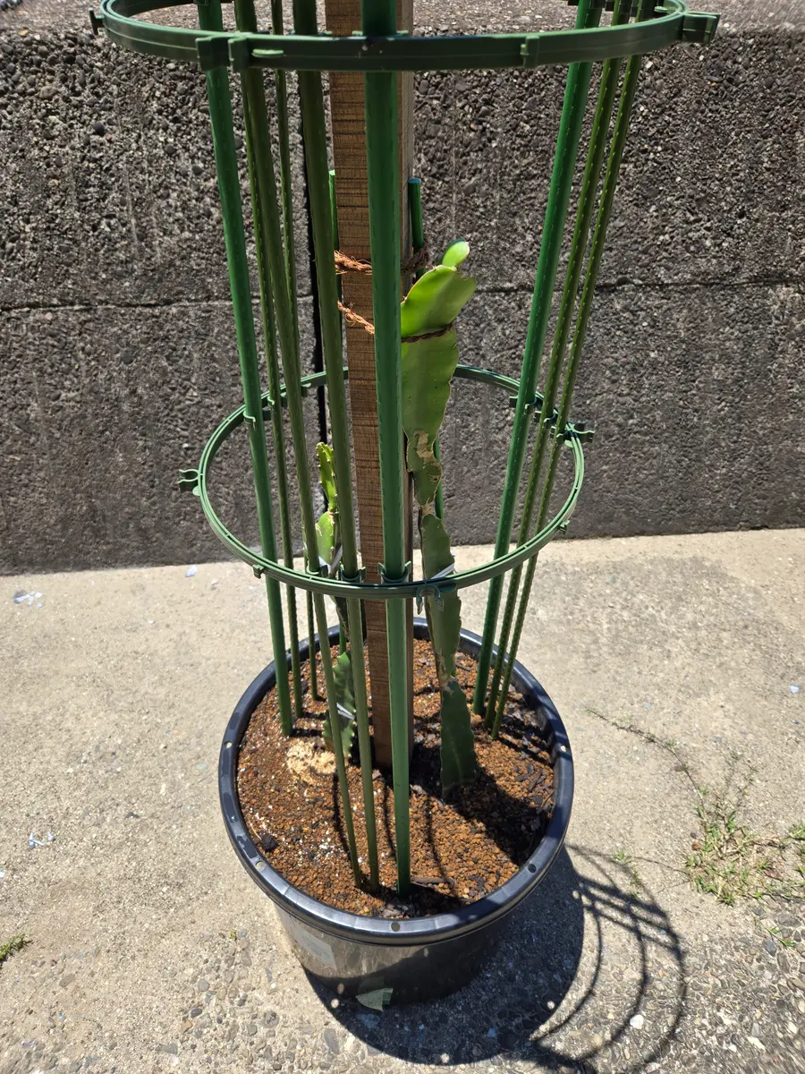 ドラゴンフルーツ鉢植え栽培｜ドラゴンフルーツのそだレポ（栽培