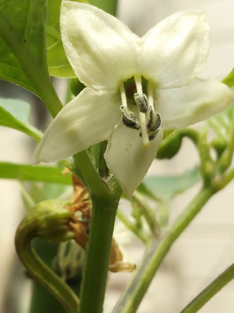 ししとうの花「収穫への道のり」-そだレポ｜みんなの趣味の園芸