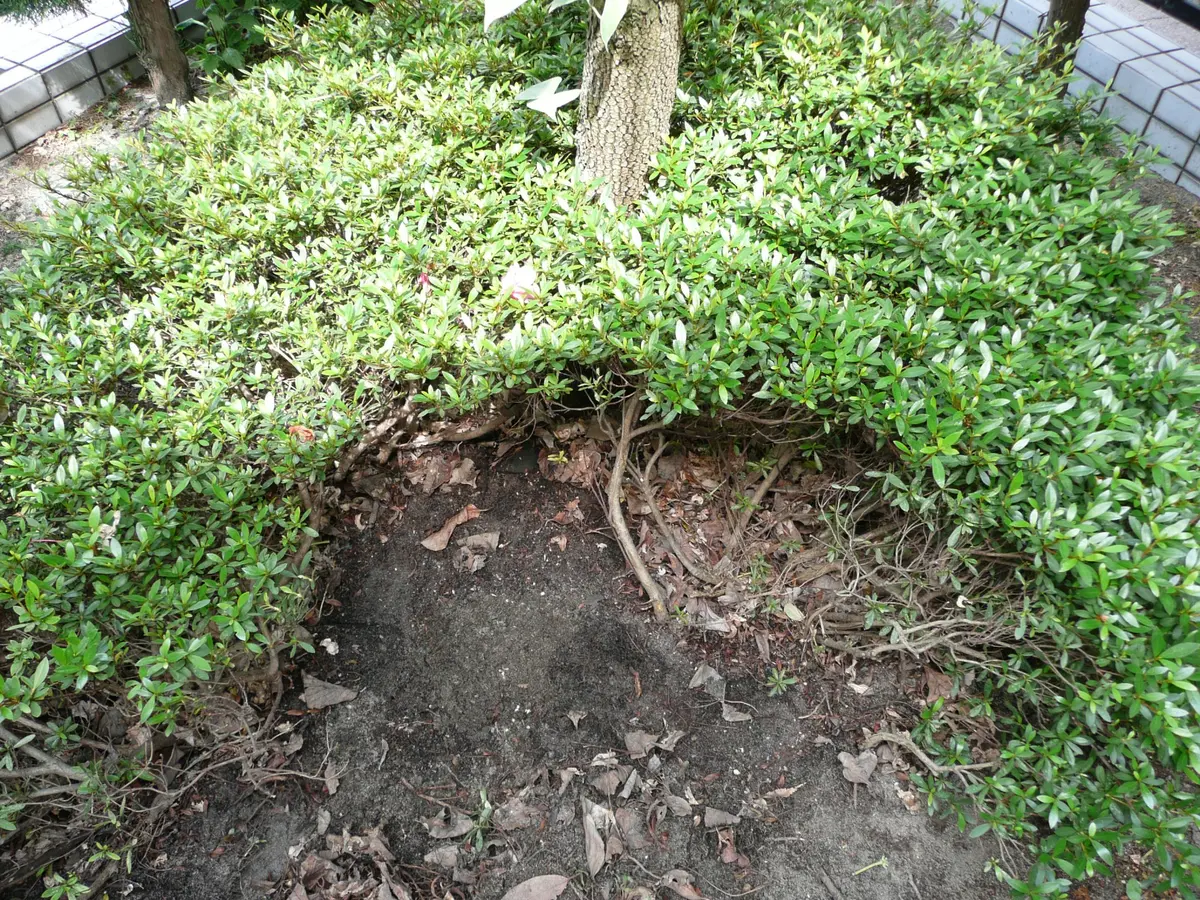 さつき｜そだレポ（栽培レポート）bytakotako｜みんなの趣味の園芸