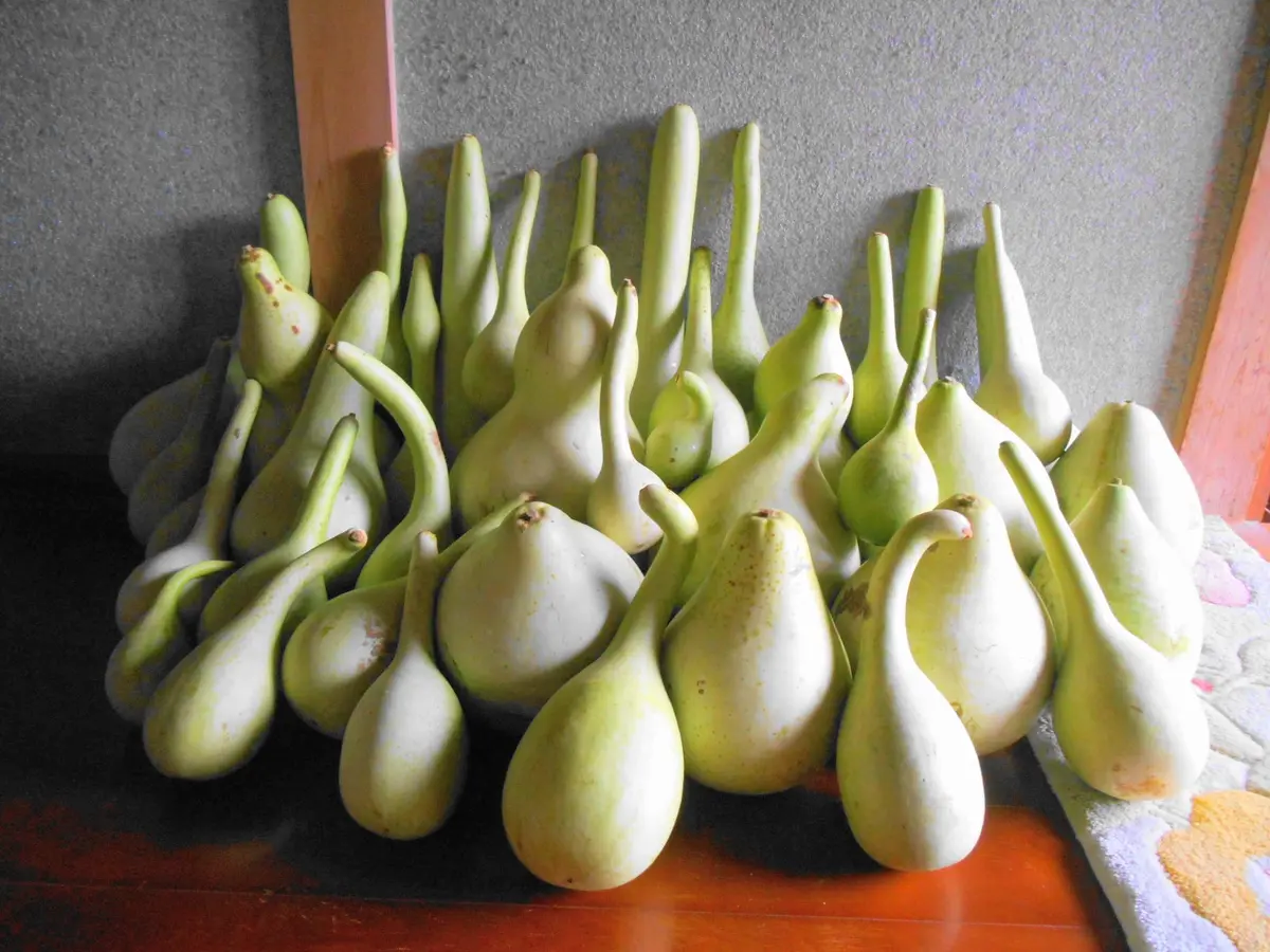 特大ひょうたん 楽天市場】【特大ひょうたん】天下一【サカタのタネ】（5ml