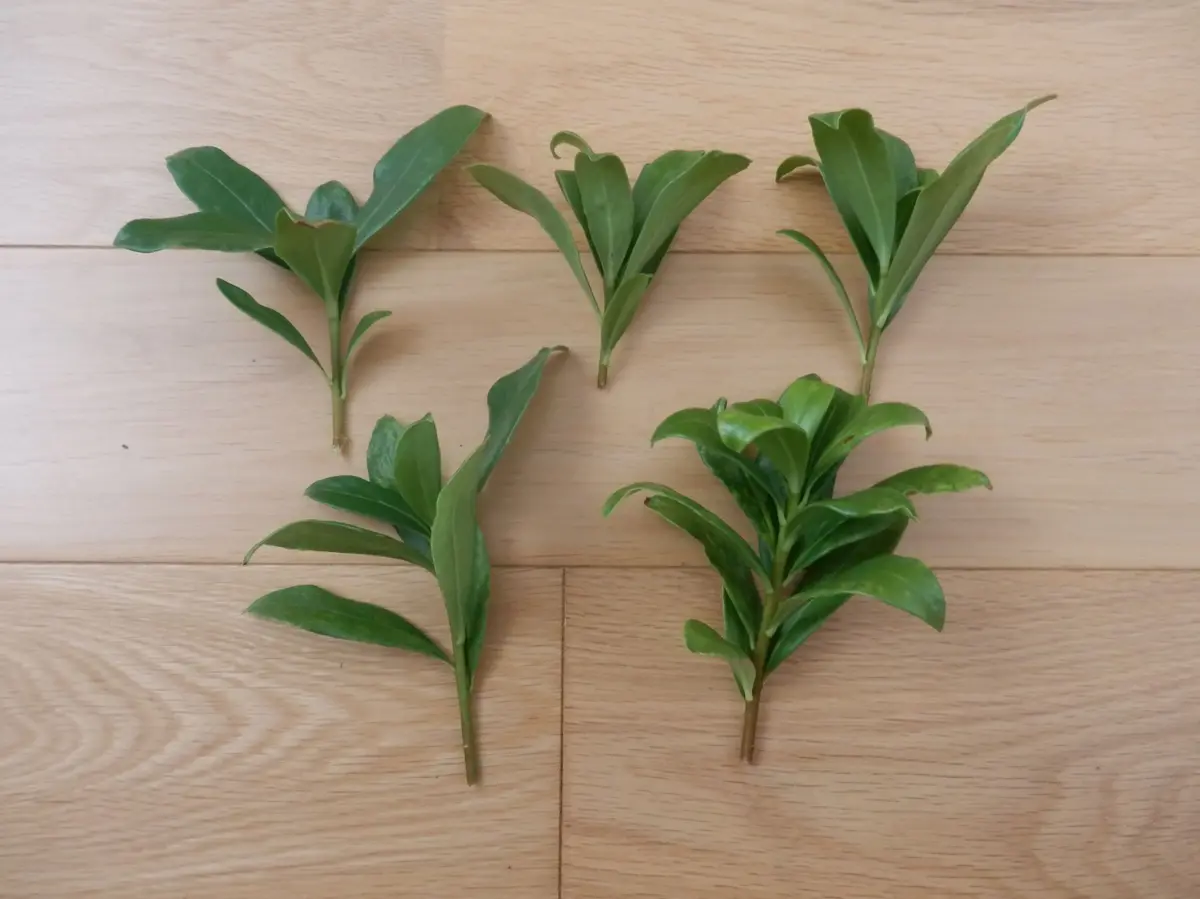 お得❢沈丁花挿し穂（ネコポスにはいるだけ 沈丁花の「種植え」と「挿し木」｜そだレポ（栽培レポート）by