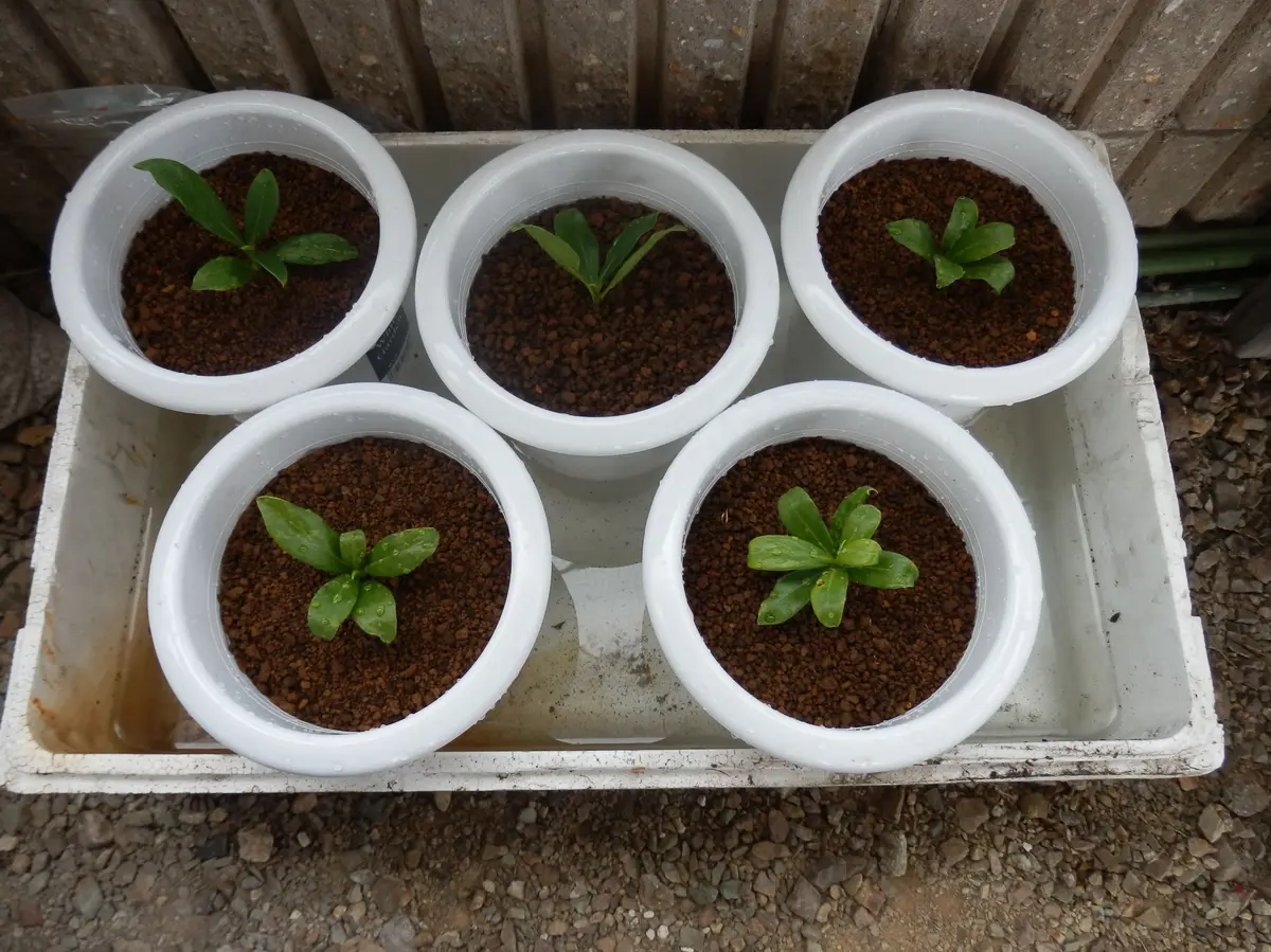 根付くまで「沈丁花の「種植え」と「挿し木」」-そだレポ｜みんなの