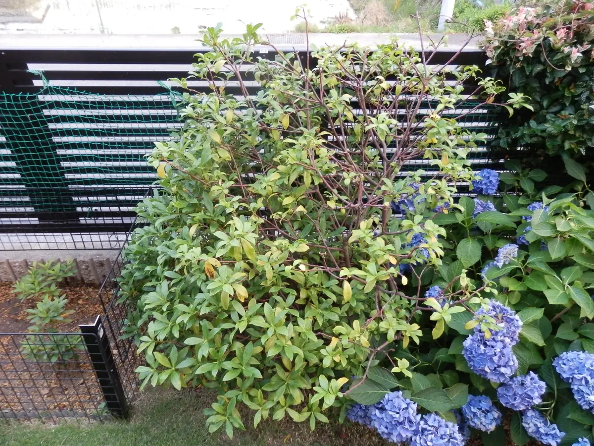 沈丁花の「種植え」と「挿し木」｜そだレポ（栽培レポート）by